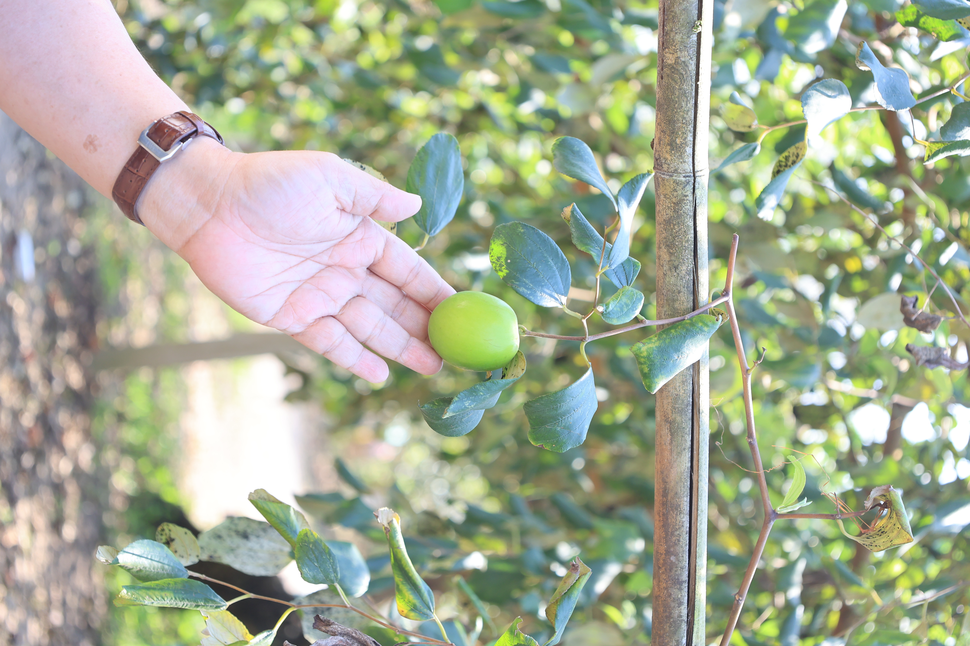 title - เลขาธิการ ส.ป.ก. และคณะ ตรวจเยี่ยมกลุ่มปลูกพุทรา บ้านท่าดีหมี หมู่ที่ 4 ต.ปากตม อ.เชียงคาน จ.เลย